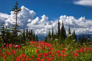 Meadows in the Sky-0559.jpg